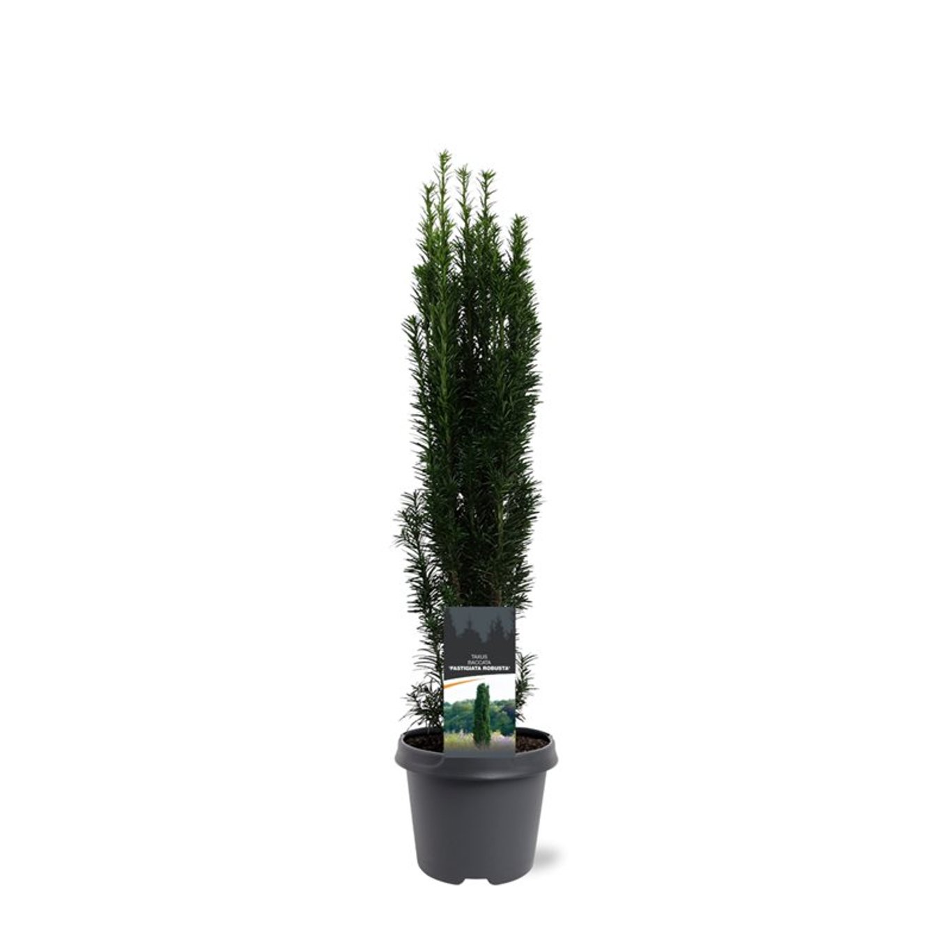 Taxus b. 'Fastigiata Robusta' - C5 50-60 CM